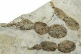 Dinosaur (Grallator) Track - Positive Impression #293102-1
